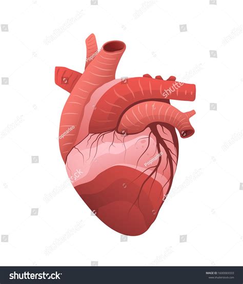 Heart Anatomy Detailed Model Illustration Human Internal Muscular