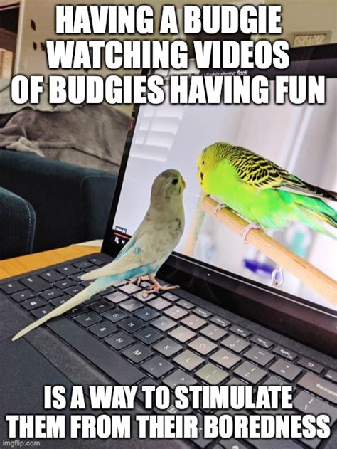 Budgie On Laptop Imgflip