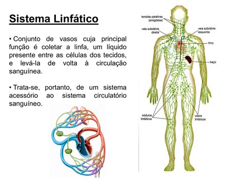 Vasos Linfaticos Anatomia
