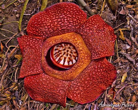 Virtual Adrian The Worlds Largest Flower Rafflesia Arnoldii
