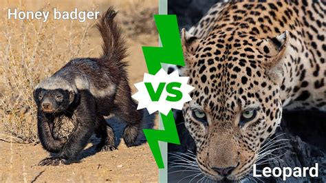Honey Badger Vs Leopard Who Will Win In A Fight A Z Animals