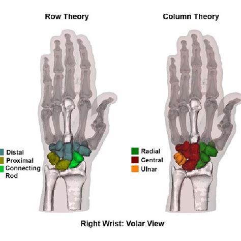 The Row And Column Theory Of Carpal Joint Function The Row Theory