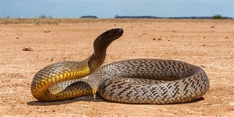Top 7 Most Poisonous Snake In The World