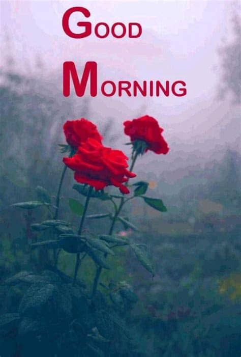 जिन्हें आप facebook, whatsapp और इंटरनेट पर किसी भी सोशल मीडिया साईट पर डाल सकते है. 25+ Good Morning Images with Flowers HD Photos Download ...