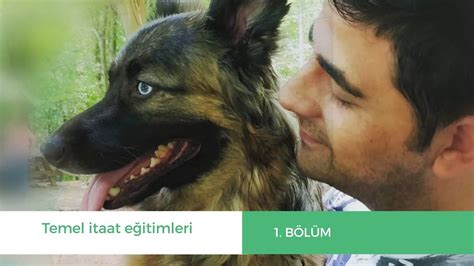 Köpek Eğitimleri Bölüm Köpek Eğitimi Videoları YouTube