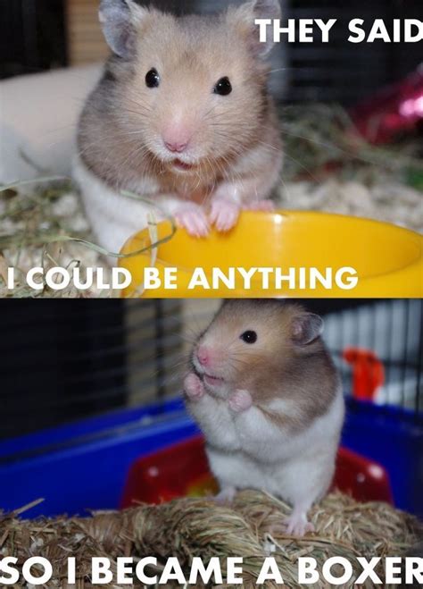45 Funniest Hamster Memes Hailey S Hamsters