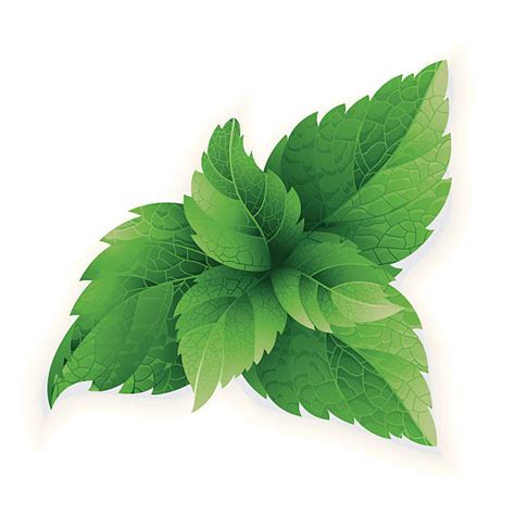 Mint Leaves Illustrations Royalty Free Vector Graphics And Clip Art Istock