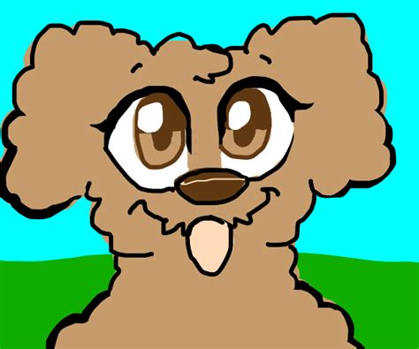 Cartoonanime Drawing Of The Toy Poodle Breed Drawception