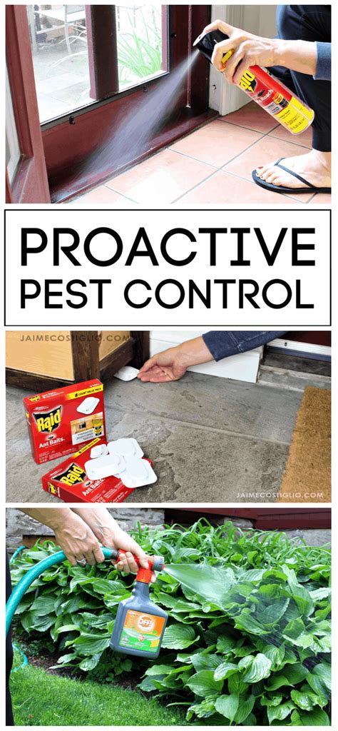 Keep organic mulches away from the plants as spores can live in the organic matter. Proactive Pest Control - Keeping Bugs Away - Jaime Costiglio