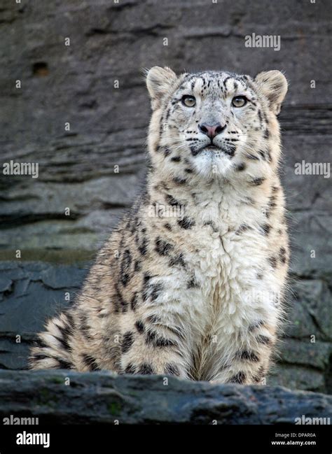 Male Snow Leopard Cub Sitting On Rocks Stock Photo Alamy