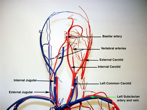 Illustration of a body torso w. 32 Label Arteries And Veins - Labels Information List