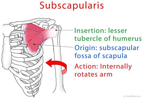 Subscapularis Origin Insertion Action Pain And Tear Test Ehealthstar