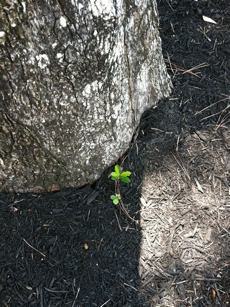 Writeachers Thoughts Baby Oak Trees In My Back Yard