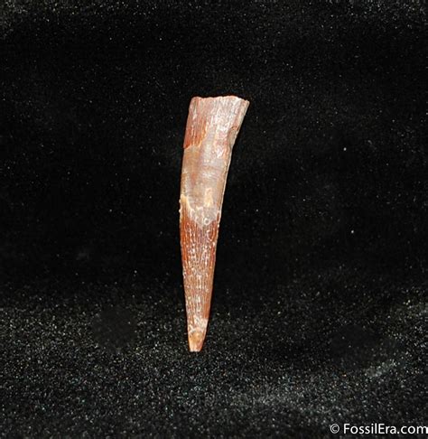 Anhanguera Pterosaur Tooth 352 For Sale