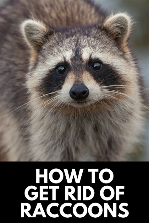 How To Get Rid Of Raccoons In Your Backyard Quickly 2022 Own The Yard