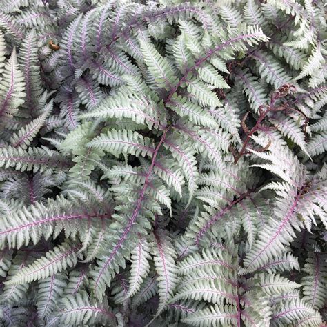 Fern Plants for Sale | Athyrium Nipponicum Burgundy Lace – Easy To Grow