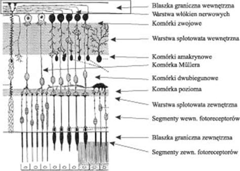 Objawy, przyczyny i leczenie w infozdrowie24.pl. Postępy Nauk Medycznych - [Ocena pomiarów grubości warstwy ...