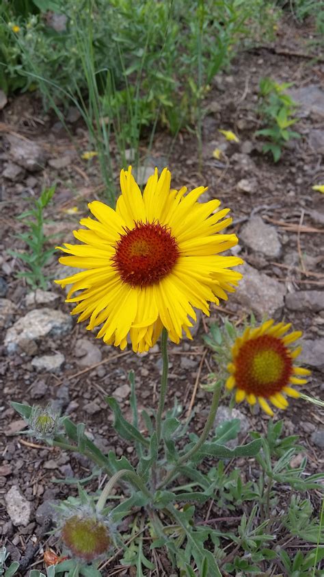 Pin By Jwwright On Wild Flowers In Montana Wild Flowers Plants Flowers