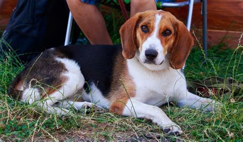 American Foxhound Dog 10 Things To Know About The Breed