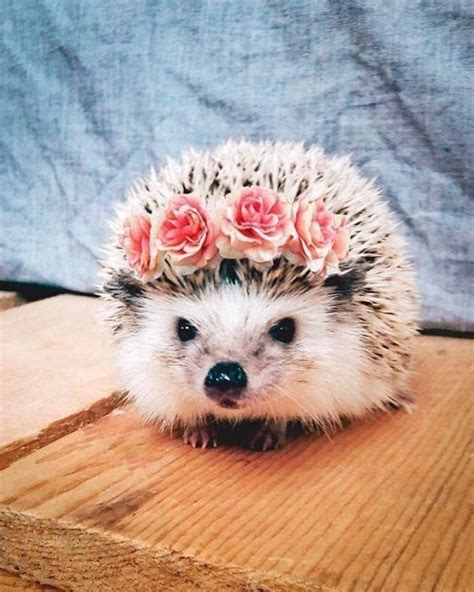 24hedgehogs Pics So Adorable Theyll Melt Your Heart Hedgehog Pet