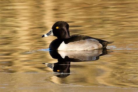 Ring Necked Ducks Show Off Now The Marthas Vineyard Times