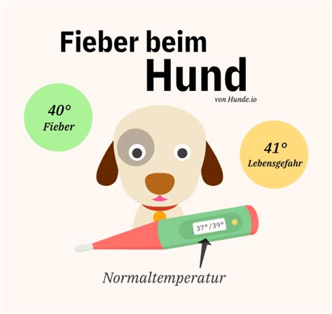 Ab 39 grad celsius handelt es sich um hohes fieber. Fieber beim Hund — Hunde.io