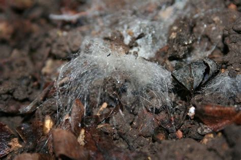 How often should i water my plants? Preventing Mold In The Soil Of A Houseplant | Plant fungus ...