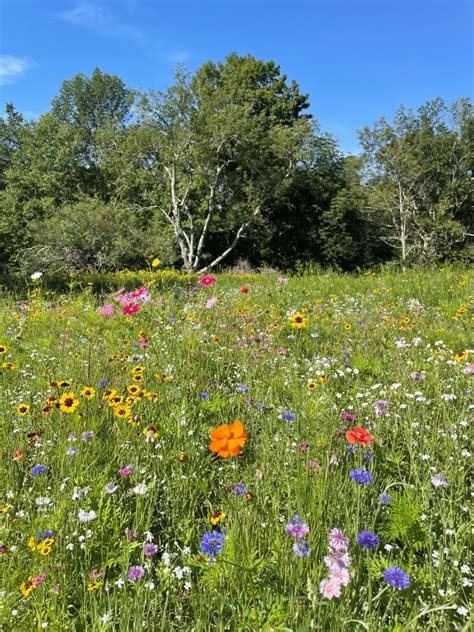 Wild Flower Meadow Eden Brothers