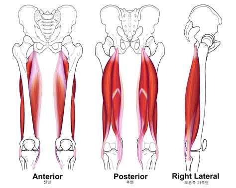 The hamstrings are quite susceptible to injury. 넙다리(대퇴)의 근육 17 - Hamstring muscles 뒤넙다리근 슬괵근 膝膕筋 : 네이버 블로그