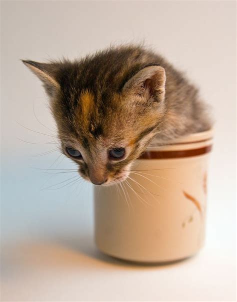 Cat In A Cup Funny Cat Photos Funny Cats Funny Animals Cute Animals