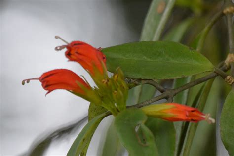 Aeschynanthus Parasiticus Efloraofindia