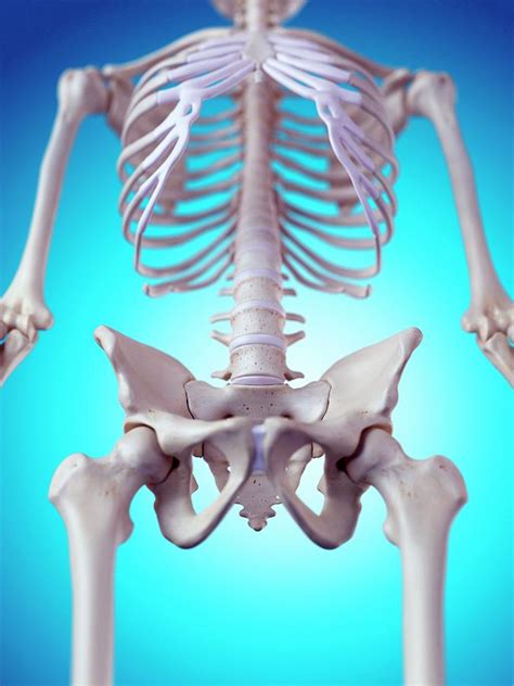 Human Pelvic Bones 1 Photograph By Sebastian Kaulitzki Science Photo Library Fine Art America