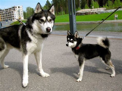 Alaskan Klee Kai Temperament Lifespan Shedding Puppy