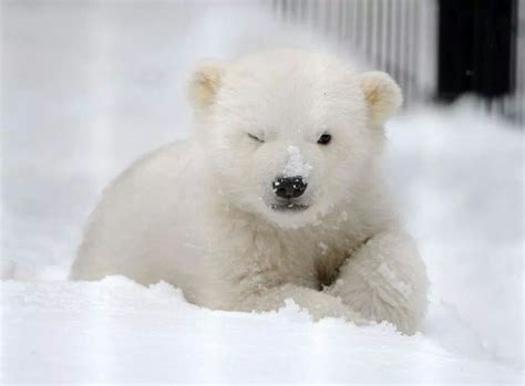 Oso Polar Bebe Big Animals Cute Baby Animals Funny Animals Baby