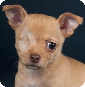 Jump to adopt a puppy or dog in chicago, illinois search for a puppy or dog these adorable pups are available for adoption in chicago, illinois. Blinky | Adopted Puppy | Chicago, IL | Chihuahua