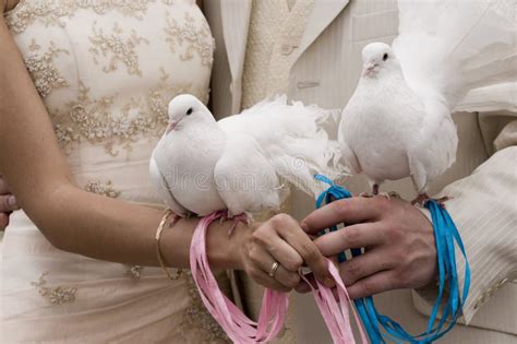 White Doves Stock Image Image Of Female Birds Loving 10411743