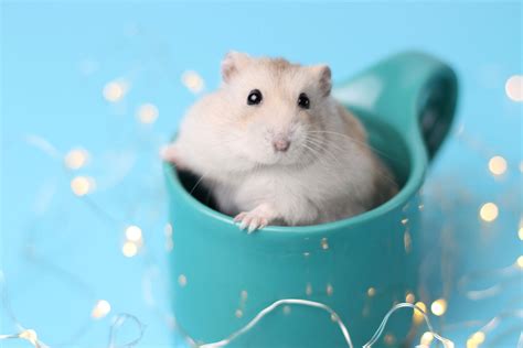 7 Reasons Why Hamsters Make Great Pets