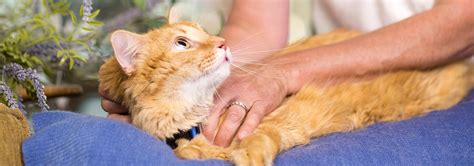 Fic, struvite urolithiasis and calcium oxalate urolithiasis Alimento para Gatos Prescription Diet - Nutrición ...