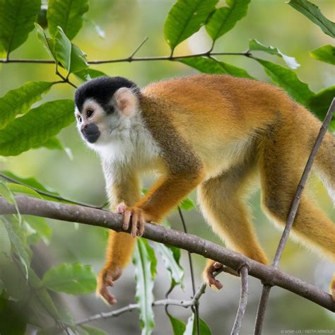 South American Squirrel Monkey Samiri Oestedii Water Animals Zoo