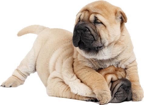 Dog food bark the fat dog, fat slim, food, text, eating png. The Best Nutritious Dog Food for a Chinese Shar-Pei in 2019