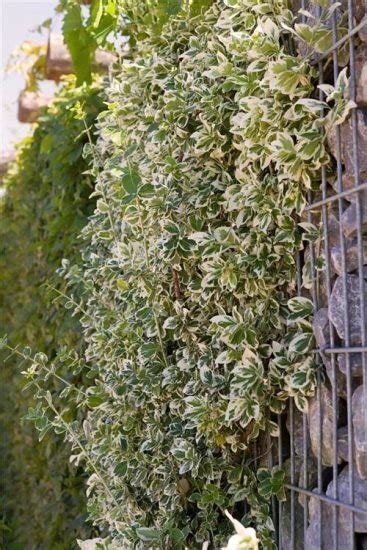 26 Flowering Vines For Shade Best Shade Loving Climbers
