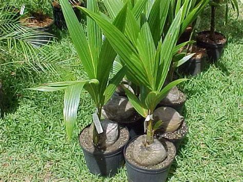 How To Grow Coconut Trees In Pots Plant Instructions