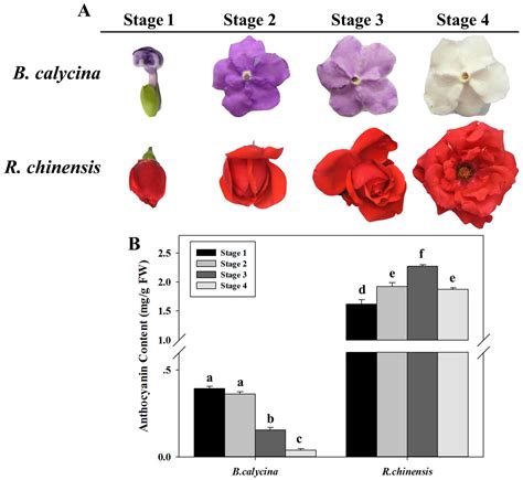 Ijms Free Full Text Characterization Of Active Anthocyanin