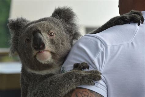 Koalas Are In Serious Trouble Because Of Wild Dogs And Chlamydia