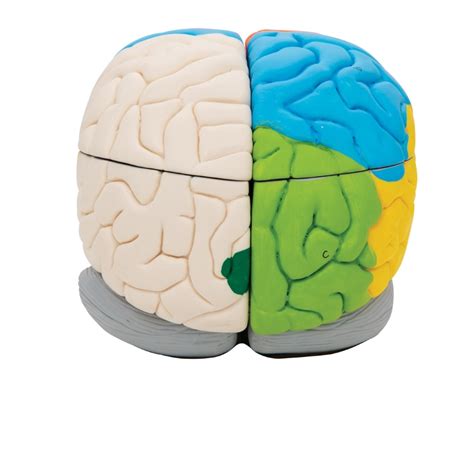 Anatomical Neuro Anatomical Brain Model