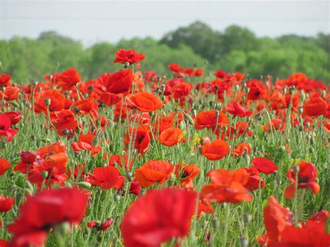 A Breathtakingly Beautiful Field Of Red Corn Poppies At Wild Seed Farm