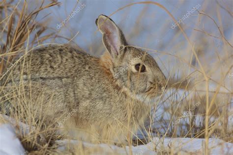 Cottontail Rabbit In Snow — Stock Photo © Twildlife 43778633