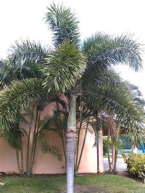 Fox Tail Palm Trees To Plant Florida Landscaping Foxtail Palm Tree