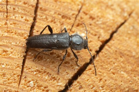 Learn About Wood Damaging Insects Pest Czar In Baltimore