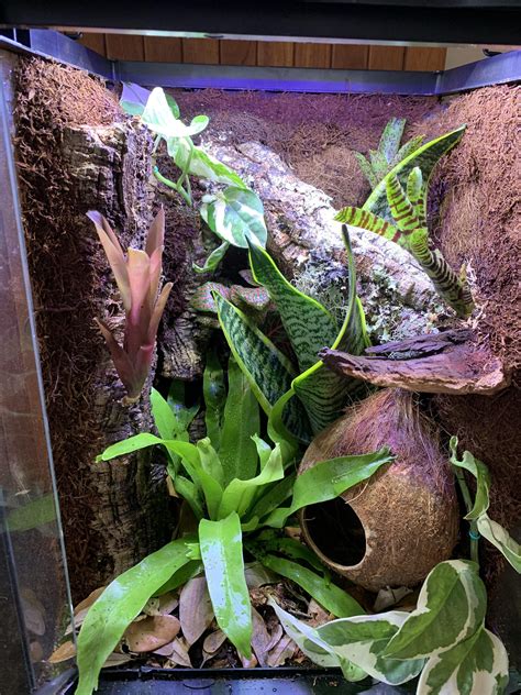 Bioactive Vivarium For Crested Gecko Crested Gecko Gecko Terrarium